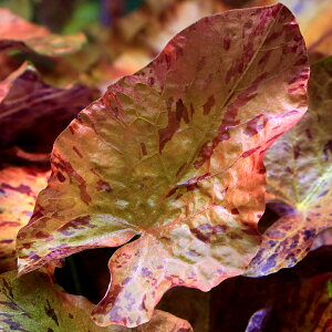 ij^CK[[^X@bh@t_ցitji_ji1j