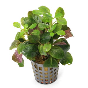 ijxA@J[fBiX@h[titjiANAt[ji1|bgj@kCEBq֗vۉ