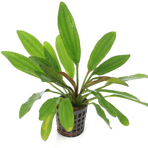 (水草)エキノドルス レッドデビル(水上葉)(アクアフルール)(1ポット)