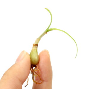 ijNi@^CAiitji_ji1j