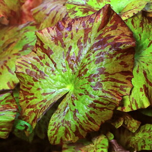 ijjt@GAspDbhUCN@ASYitji_ji1j