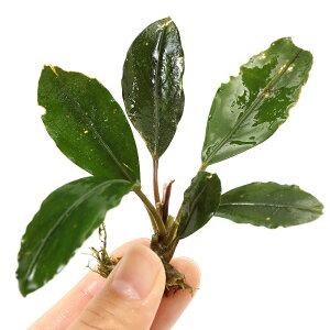 ijuZt@hspDqyIO[itji1j@kCEBq֗vۉ