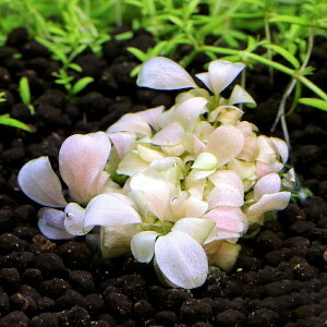 ijgD|{@uZt@hspDzCgi_ji1j@kCEBq֗vۉ