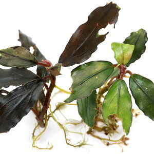 ijuZt@hspDu[^O[itji1j@kCEBq֗vۉ