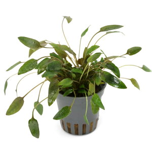 ijNvgRlspDEFeB[@hRpN^hifi[ցji1|bgj@kCEBq֗vۉ