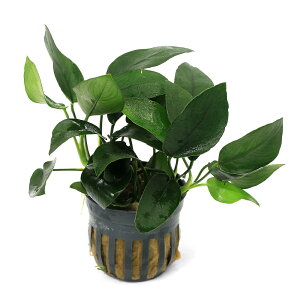 ijAkrAX@ii@s[RbNitji1|bgjiցj