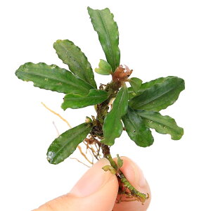 ijuZt@hspDCVXEO[itji1j@kCEBq֗vۉ