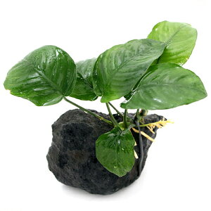 ijAkrAX@oe[@nΕti1ji10cmj