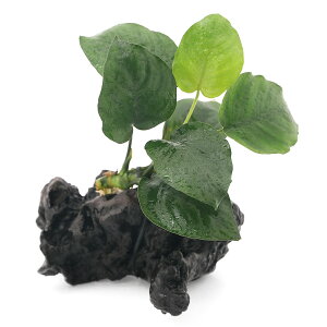 (水草)アヌビアス バルテリー 流木付 Sサイズ(1本)(約15cm)