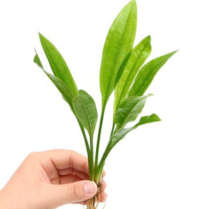 ijSTCY@A}]\[hi15`20cmOji10j