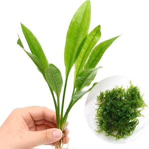 ijăEB[XA}]\[hi1Zbgj