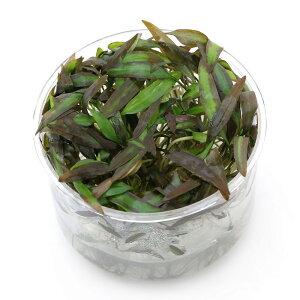 ijgD|{@NvgRl@AtBjX@bhi_ji1Jbvj@kCEBq֗vۉ