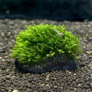 ij琬ρ@EH[^[tFU[@nSSTCYi8cmȉjitji_ji1j