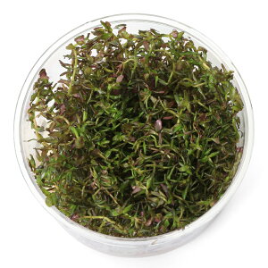 ijgD|{@^@}Nh@~j@o^tCi_ji1Jbvj@kCEBq֗vۉ