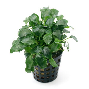 ijXLX}gObeBX@vGgCiANAt[ji1|bgj@kCEBq֗vۉ