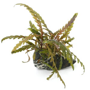 ij琬ρ@nCOtB@sieBtB_@R΁i8`12cmjitji_ji1j