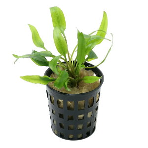 ij܂gD|{NvgRli_ji3|bgj@kCEBq֗vۉ