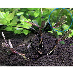 ijā@܂uZt@h@}󗬖؁@STCYi`󂨂܂@15cmji_ji1{j@kCEBq֗vۉ