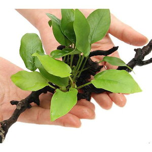 ijAkrAXii@S[f@}󗬖؁@MTCYi20cm`jitji1{j