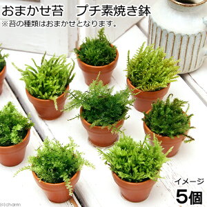 (観葉植物)苔 おまかせ苔 プチ素焼き鉢(5個)
