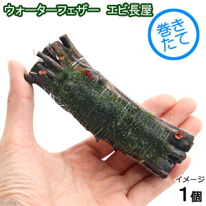 ijā@EH[^[tFU[@Gri10cmjitji_ji1j`ӍH[`