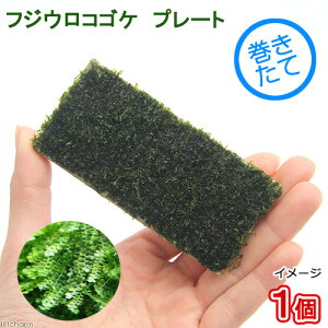 ijā@tWERSPiXp[eXj@v[gi_jitji1j