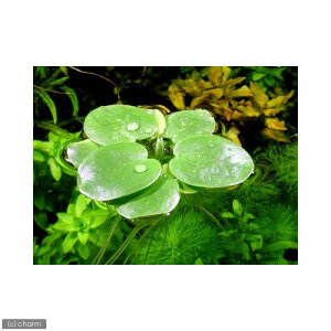 irIg[vjA@A}]tbOrbgi_ji10j