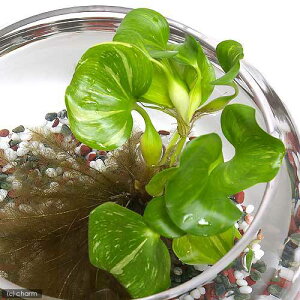 ijzeCi3j@_J@Y@zeCAIC