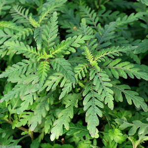 ijnCOtB@sieBtB_itji_ji6{j