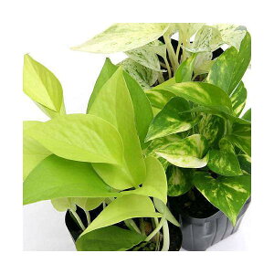 iϗtAj|gX@i킨܂@3i1|bgj