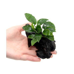 ijAkrAXii@N[t@ؕt@SSTCYi1{ji10cmj