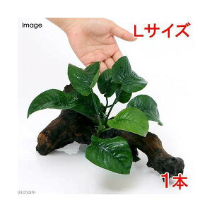 (水草)アヌビアス バルテリー バタフライ 流木付 Lサイズ(1本)(約25cm)