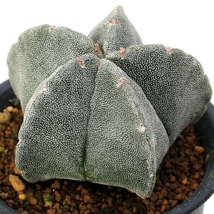 iAjT{e@AXgtBc@|[ʁiaPʁj3i1j