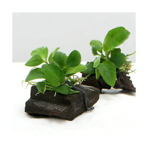 ijgD|{@AkrAXii@؁@~jTCYi1{ji8cmȉji_j@kCEBq֗vۉ