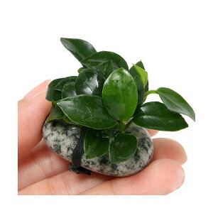 ijAkrAXii@v`@Εtitji1j