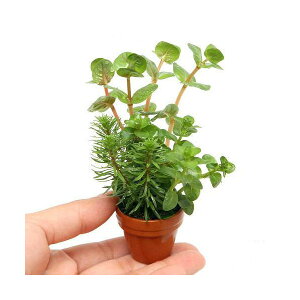 ijv`fĂ@^~bNXitji_ji1j