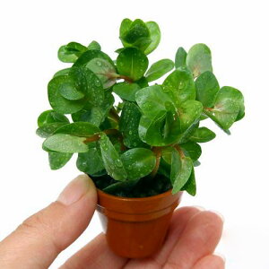 ijv`fĂ@^@gfBtHAitji_ji1j