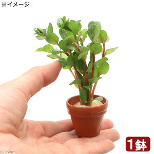 (水草)プチ素焼き鉢 ロタラ ロトンディフォリア コロラタ(水上葉)(無農薬)(1鉢)