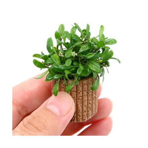 ijCt}`ijOb\XeBO}itji_ji1j