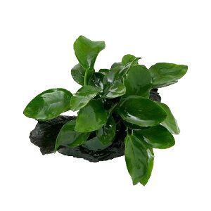 ijSҌ@AkrAXii@؊tZbgitj@ti3Zbgj@{Bl