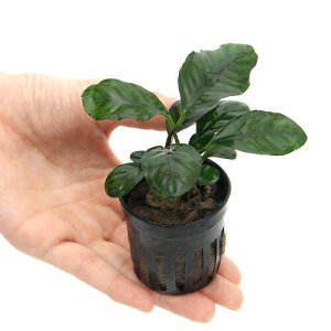 ijAkrAX@R[q[tHA@iցji1|bgj