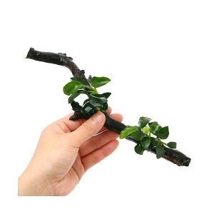 ijAkrAXii@v`@XeBbN؁@MTCYitji1{ji20cmj