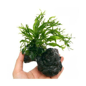 ijAkrAXii@v`~N\E@EFfBtt@؁@SSTCYi1ji10cmj