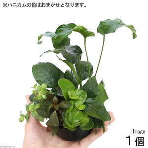 ijnjJVF^[@񂹐A~bNX@VerDAkrAXLsitji1j