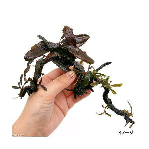 �i�����j�u�Z�t�@�����h��4��8���t�@�}�󗬖؁@S�T�C�Y�i�`�󂨂܂����j�i�����t�j�i���_��j�i1�{�j�@�k�C���E��B�q��֗v�ۉ�