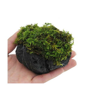 ieEjہ@e@VmuSPtn΁@STCYi8`10cmji1j