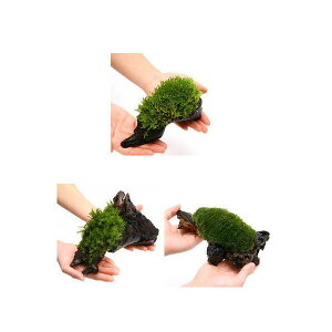 ieEjہ@e@܂ەt؁@MTCYi20cmji3{j