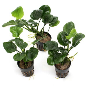 ijAkrAX@oe[@Eh[ti3|bgj