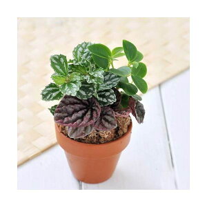 iϗtAjeRb^vc@܂3~bNX@6cmfĔAi1jہ@A@@@v[g