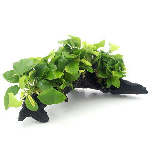 (水草)アヌビアスナナ ゴールデン 流木 DX(水上葉)(1本)(約25cm)